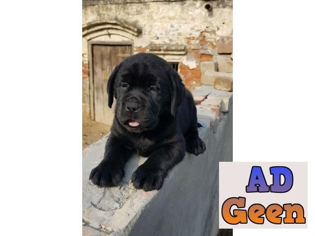 used Top quality Labrador retriever puppy for sale 